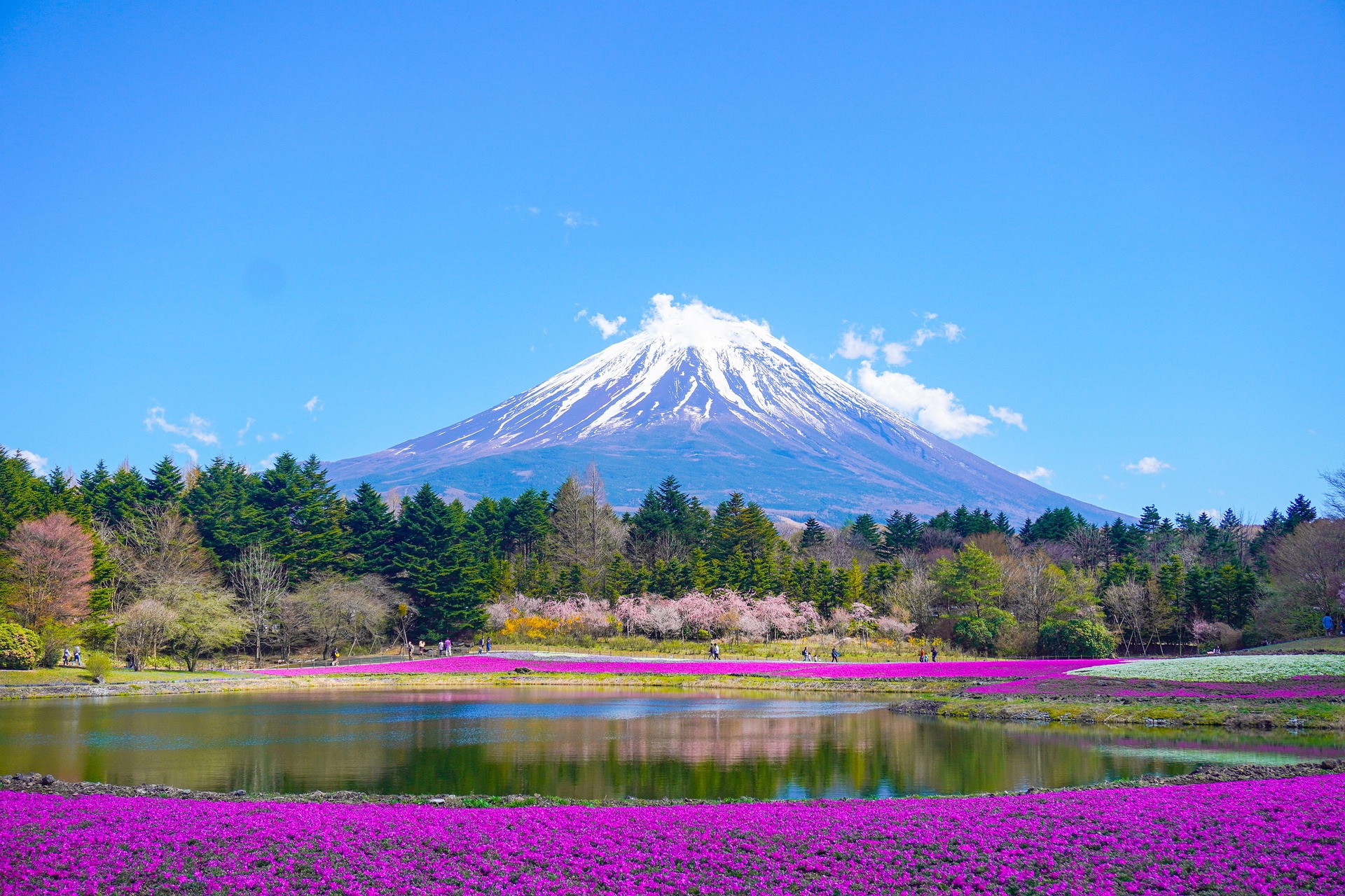 Japanese temple and cherry blossoms